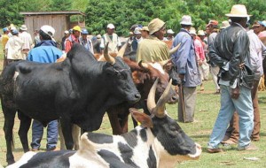 Madagascar: Huit soldats tués par des voleurs de Zébus