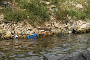 Côte d'Ivoire: Les crocodiles envahissent la lagune