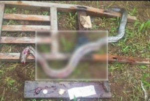 Cameroun : Mezam : Tué dans un bureau, un python avait dans son ventre 50Fcfa et un document