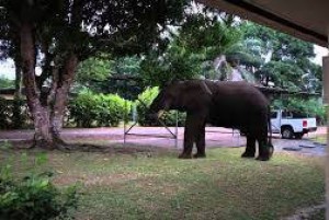 Gabon: Arès avoir tué un chasseur en fôret, un éléphants bléssé débarque en ville pour se venger