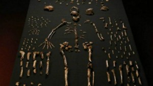 Afrique du Sud  : Découverte d' une ancienne espèce du genre humain près de Johannesburg