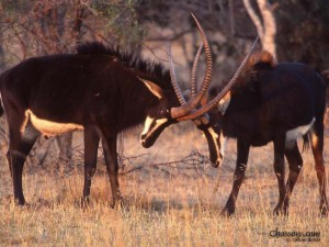 Zimbabwe : Trois sud africains arrêtés pour avoir tenté d'exporter illégalement des antilopes