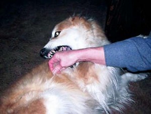 Maroc : Un enfant meurt après avoir été mordu par un chien enragé