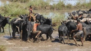 Madagascar: Près de 360 zébus volés retrouvés au domicile d'un député