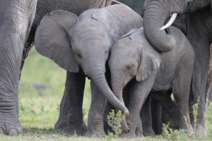 Zimbabwe  : 14 éléphants morts  empoisonnés