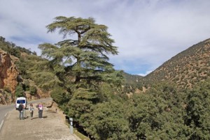 Maroc : Quatre adolescentes  enlevées, battues et violées dans une forêt