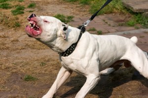Maroc: Un pitbull attaque des policiers à  la poursuite d'un criminel