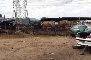 Côte d'Ivoire: Élevage en pleine habitation à  Abobo N'Dotré, incommodant et sources de pathologies