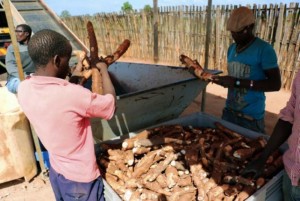 Mozambique: Maputo relève le défi de la bière au manioc