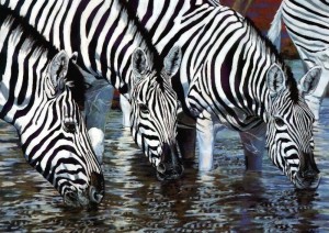 Côte d'Ivoire : De nouveaux Zèbres pour le parc national du  Zoo d'Abidjan