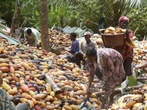 Côte d'Ivoire: Du cacao frauduleux saisi à  la frontière Libérienne