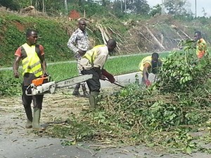 Côte d'Ivoire: Autoroute du nord, un arbre abattu tombe sur la chaussée et perturbe la circulation