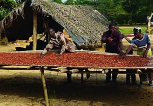 Côte d'Ivoire : Campagne commerciale, le prix bord champ du kilo de café passe de 650 FCFA à  670 FCFA