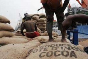 Côte d'Ivoire: Exportation de cacao, de nouvelles taxes et redevances pour les petits et moyens exportateurs ainsi que les coopératives