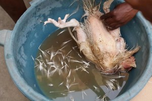 Côte d'Ivoire: Quand des poulets dangereux pour la santé,  se retrouvent sur le marché