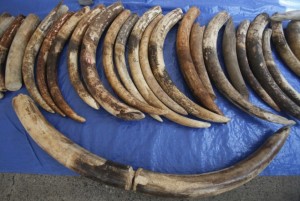 Burkina Faso: Près de 70 kg d'ivoire en partance pour la Côte d'ivoire saisies