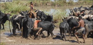 Madagascar: 13 morts dans des heurts  entre gendarmes et voleurs de zébus