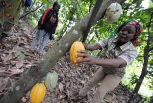 Côte d'Ivoire: Le kilogramme du cacao  acheté à  700 FCFA dans une localité de l'ouest du pays