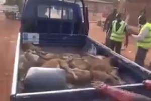 Burkina Faso: Les chiens errants abattus au fusil à  Ouagadougou