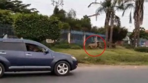 Kenya:  Un sexagénaire  blessé en plein Nairobi  par un lion en cavale