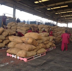Côte d'Ivoire: Cacao, la campagne intermédiaire s'ouvre le 1er avril, le kilo fixé à  1000 FCFA