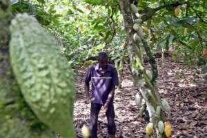 Côte d'Ivoire: Refus d'exploiter l'or dans leurs champs, des Baoulés en «difficultés» à   Gagnoa, 2 personnes interpellées