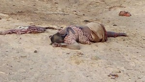 Nigeria: Deux  femmes kamikazes tuées près de Maiduguri
