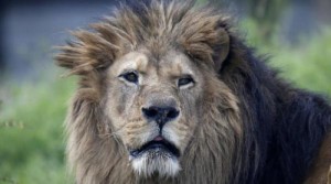 Afrique du Sud:  Le  lion Sylvester  s' échappe  de sa réserve