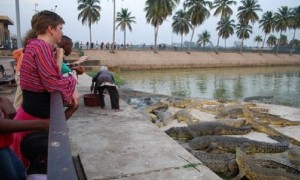 Côte d'Ivoire: «Trompé» par sa copine, Il se jette dans un lac et se fait dévorer par des crocodiles à  Yamoussoukro
