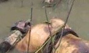 Côte d'Ivoire: Un homme frappé et jeté dans la lagune à  Cocody
