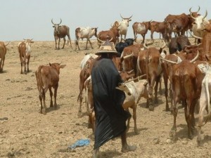 Nigeria: Au moins 15 villageois tués dans l'est, des bergers peuls suspectés
