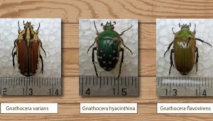 Togo: Les insectes du pays recensés pour remplacer la viande