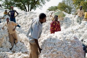 Burkina Faso : La culture du coton génétiquement modifié sera abandonnée d'ici 2017