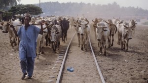 Côte d'Ivoire: Un conflit foncier oppose   populations  ivoiriennes et Maliennes, déjà  1 mort