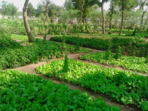 Cameroun: Des maraîchères courageuses défient la zone désertique de Hardé pour produire des condiments sur toute l'année