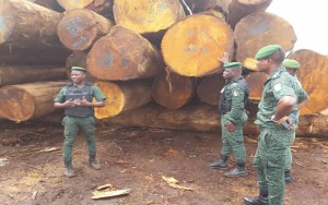 Côte d'Ivoire: Comment la société Thanry fraudait sur les bois de grumes à  l'ouest
