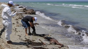 Libye: Les corps sans vie de 104 migrants découverts sur une  plage
