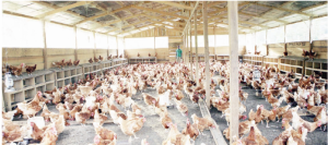 Cameroun: Filière avicole, au moins 400 000 emplois menacés par la présence de la grippe aviaire