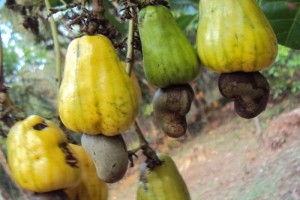 Côte d'Ivoire: Détournement dans la filière coton anacarde, un audit attribué à  l'Inspection générale d'Etat blanchit les responsables du Conseil