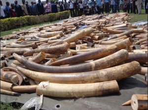 Cameroun:  Saisie  de 41 pointes d'ivoire en provenance du Gabon