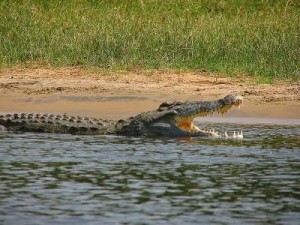 Angola  : Huit morts dans des attaques de crocodiles à  Mulondo