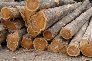 Togo: Moratoire de 10 ans sur l'importation et le transport de faux teck