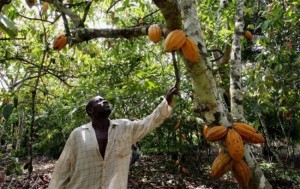 Côte d'Ivoire: Les achats du cacao et du café sont en baisse, selon le gouvernement