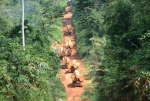 Cameroun: 14 importateurs britanniques de bois en provenance du Cameroun, sanctionnés par le Royaume-Uni