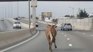 Côte d'Ivoire: Trois bœufs s'échappent d'un camion, l'un d'eux se présente au poste à  péage du pont HKB