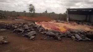 Burkina Faso: Une unité d'abattage d'à¢nes saccagée par des populations