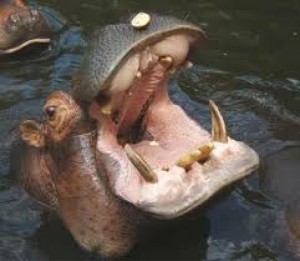 Cameroun: Un hippopotame tue un homme à  l'extrême-nord du pays