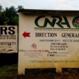 Côte d'Ivoire: Braquage au CNRA, une grosse somme d'argent et des matériels informatiques emportés