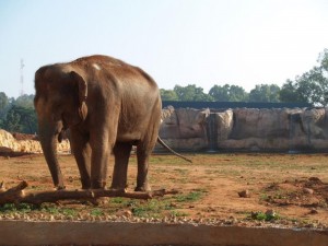 Maroc:  Une fillette de 7 ans blessée mortellement par un éléphant au zoo de Rabat
