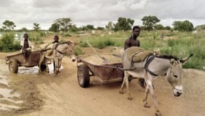 Burkina Faso : Le pays règlemente l'exportation des asins après un massacre sur plus de 45.000 à¢nes